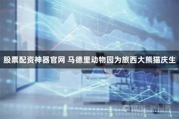 股票配资神器官网 马德里动物园为旅西大熊猫庆生
