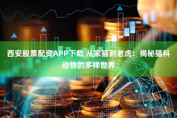 西安股票配资APP下载 从家猫到老虎：揭秘猫科动物的多样世界